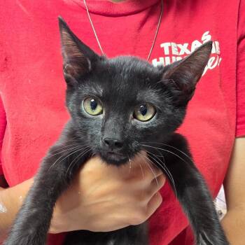 Hal -  Domestic Short Hair Cat for Adoption in Leander, Texas - Hal | PetCurious