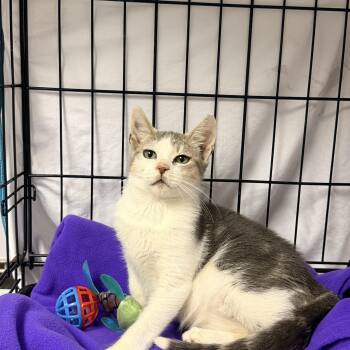 Chicken -  Domestic Short Hair Cat for Adoption in Bellmawr, New Jersey - Chicken | PetCurious