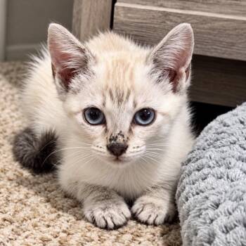 Who Asked You -  Domestic Short Hair Cat for Adoption in Boerne, Texas - Who Asked You | PetCurious