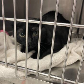 Domestic Short Hair Cats Available for Adoption in Port Charlotte, Florida - Eclipse | PetCurious