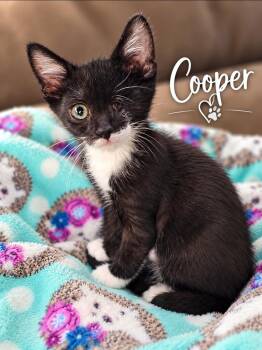 Cooper -  Domestic Short Hair Cat for Adoption - Cooper | PetCurious