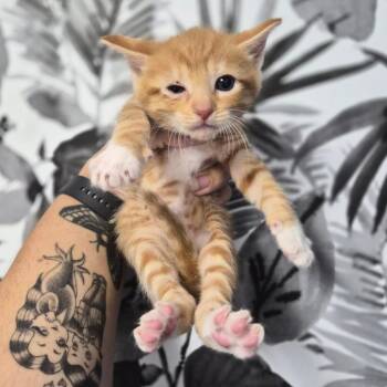 Sweet Potatos -  Domestic Short Hair Cat for Adoption in Wahiawa, Hawaii - Sweet Potatos | PetCurious