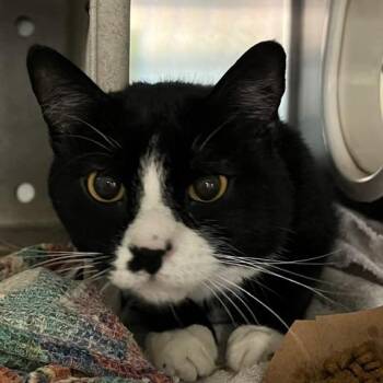 Onyx -  Domestic Short Hair Cat for Adoption in Baltimore, Maryland - Onyx | PetCurious