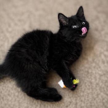 Lilly -  Domestic Medium Hair Cat for Adoption in Spokane, Washington - Lilly | PetCurious