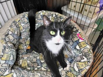 Mini -  Domestic Short Hair Cat for Adoption in Bethpage, New York - Mini | PetCurious