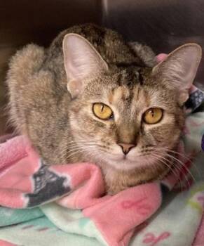 Rescue Domestic Short Hair Cats for Adoption in Annapolis, Maryland - Ethel Chaia Kimchi | PetCurious