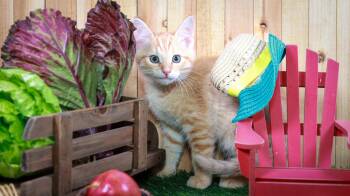 Chuck -  Domestic Short Hair Cat for Adoption in Lucas, Texas - Chuck | PetCurious