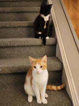 Domestic Short Hair Cats Available for Adoption - Prince And Mercury | PetCurious