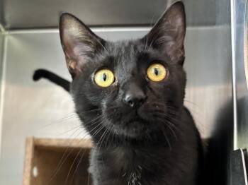 Domestic Short Hair Cats Available for Adoption in Powell, Ohio - Bartok | PetCurious