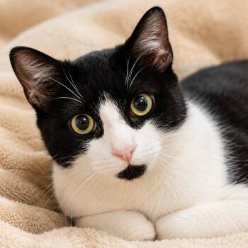 Oreo -  American Shorthair Cat for Adoption in Columbia, Maryland - Oreo | PetCurious