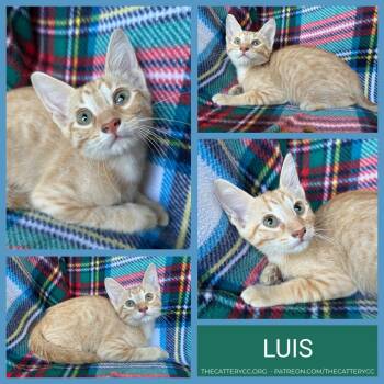 Luis -  Domestic Short Hair Cat for Adoption in Corpus Christi, Texas - Luis | PetCurious