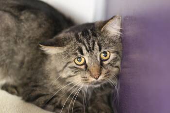 Rescue Domestic Long Hair Cats for Adoption in Rockford, Illinois - Tiggy | PetCurious