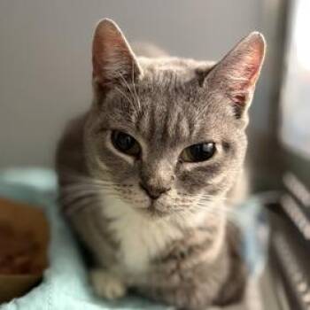 Domestic Short Hair Cats Available for Adoption - Bugsy | PetCurious