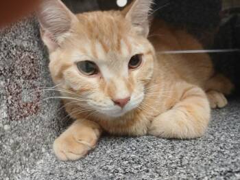 Morty -  Domestic Short Hair Cat for Adoption in Greenfield, Indiana - Morty | PetCurious