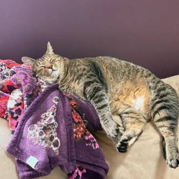 Bailey -  Domestic Short Hair Cat for Adoption in Newark, New Jersey - Bailey | PetCurious