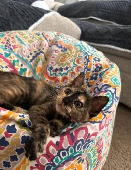 Domestic Short Hair Cats Available for Adoption in Oceanside, California - Bean | PetCurious