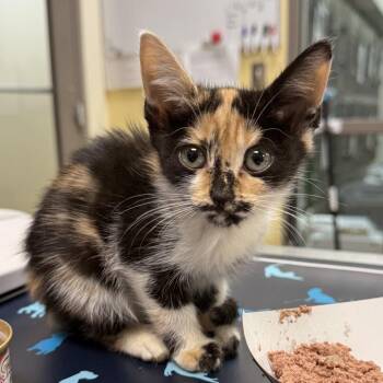 Xena -  Domestic Short Hair Cat for Adoption in Lynchburg, Virginia - Xena | PetCurious