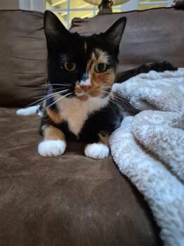 Snickers -  Calico Cat for Adoption in Canton, Massachusetts - Snickers | PetCurious