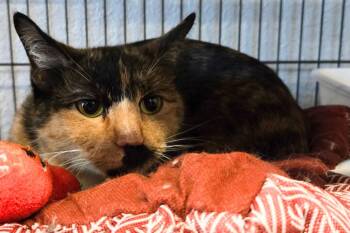 Rescue Domestic Short Hair Cats for Adoption in Nampa, Idaho - Chloe | PetCurious