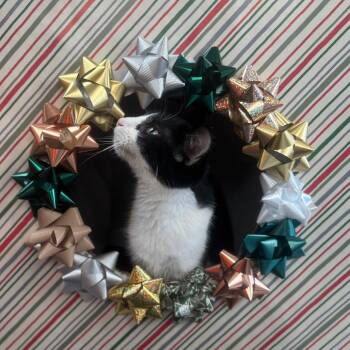 Thereso -  Domestic Short Hair Cat for Adoption in Marshalltown, Iowa - Thereso | PetCurious