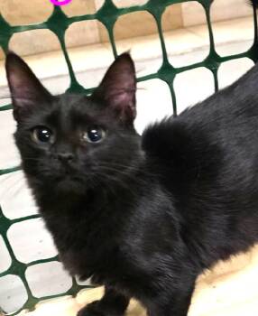 Rescue Domestic Short Hair Cats for Adoption in Las Cruces, New Mexico - Sada | PetCurious