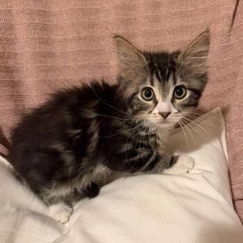 Summer Perry -  Domestic Medium Hair Cat for Adoption in Eagle Mountain, Utah - Summer Perry | PetCurious