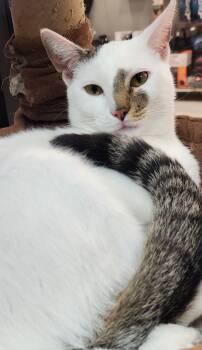 Domestic Short Hair Cats Available for Adoption - Yuki | PetCurious