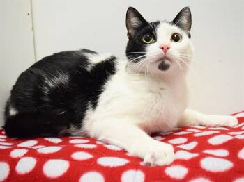 Domestic Short Hair Cats Available for Adoption in Sacramento, California - PEONY | PetCurious