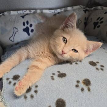 Karamel -  Domestic Short Hair Cat for Adoption in Washougal, Washington - Karamel | PetCurious