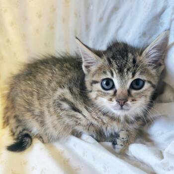 Ciabatta -  Domestic Short Hair Cat for Adoption in Mt. Juliet, Tennessee - Ciabatta | PetCurious