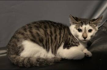 Broadway -  Domestic Short Hair Cat for Adoption in Tacoma, Washington - Broadway | PetCurious