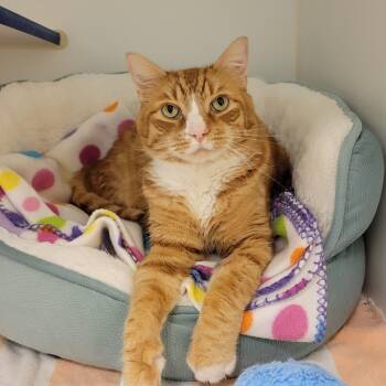 Rescue Domestic Short Hair Cats for Adoption in Cathedral City, California - Franklin | PetCurious