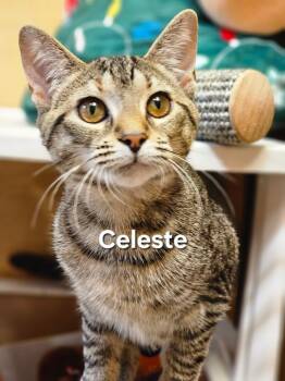 Rescue Domestic Short Hair Cats for Adoption in Temple, Pennsylvania - Celeste | PetCurious