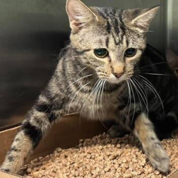 Rosalina -  Domestic Short Hair Cat Available for Adoption in Shinnston, West Virginia - Rosalina | PetCurious