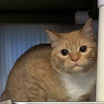 Domestic Short Hair Cats Available for Adoption in Leavenworth, Kansas - 26-0158 "Pumpkin" | PetCurious