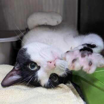 Rescue American Shorthair Cats for Adoption in Galveston, Texas - Moo | PetCurious