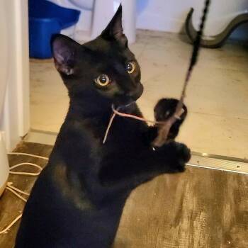 Liam -  Domestic Short Hair Cat for Adoption in Los Angeles, California - Liam | PetCurious