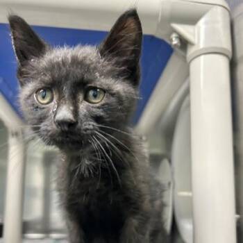 Max Purrstapen -  Domestic Short Hair Cat for Adoption in Lansing, Michigan - Max Purrstapen | PetCurious