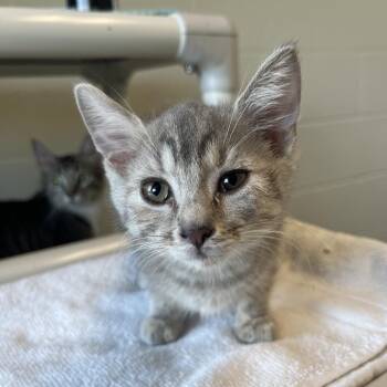 Nova -  Domestic Medium Hair Cat for Adoption in Bristol, Indiana - Nova | PetCurious