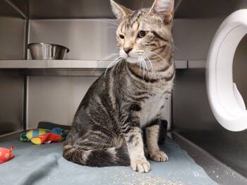 Patchy -  Domestic Short Hair Cat for Adoption in Liberty, Missouri - Patchy | PetCurious