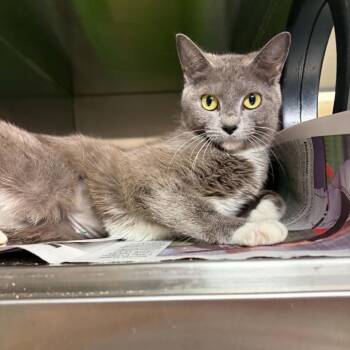 Bee -  Domestic Short Hair Cat for Adoption in Concord, North Carolina - Bee | PetCurious