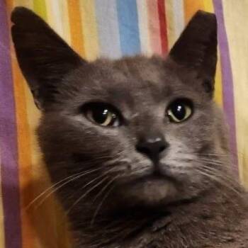 Honor -  Domestic Short Hair Cat for Adoption in Maple Shade, New Jersey - Honor | PetCurious