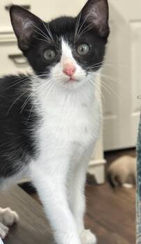 Rescue Domestic Short Hair Cats for Adoption in Ball Ground, Georgia - Harmony | PetCurious