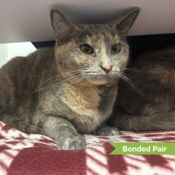Nala -  Domestic Short Hair Cat for Adoption in Reisterstown, Maryland - Nala | PetCurious