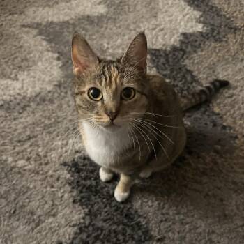 Callie -  Domestic Short Hair Cat Available for Adoption in Las Vegas, Nevada - Callie | PetCurious