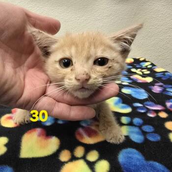 Hunny Pot -  Domestic Short Hair Cat for Adoption in Spokane, Washington - Hunny Pot | PetCurious