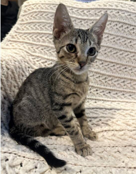 Rescue Domestic Short Hair Cats for Adoption in West Palm Beach, Florida - Pedro | PetCurious