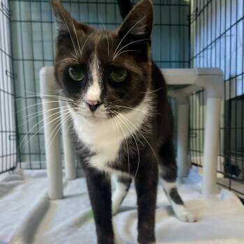 American Shorthair Cats Available for Adoption - Socks | PetCurious