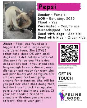 Pepsi -  Siamese Cat for Adoption in Eugene, Oregon - Pepsi | PetCurious