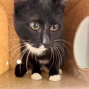 Domestic Short Hair Cats Available for Adoption - Maxo | PetCurious